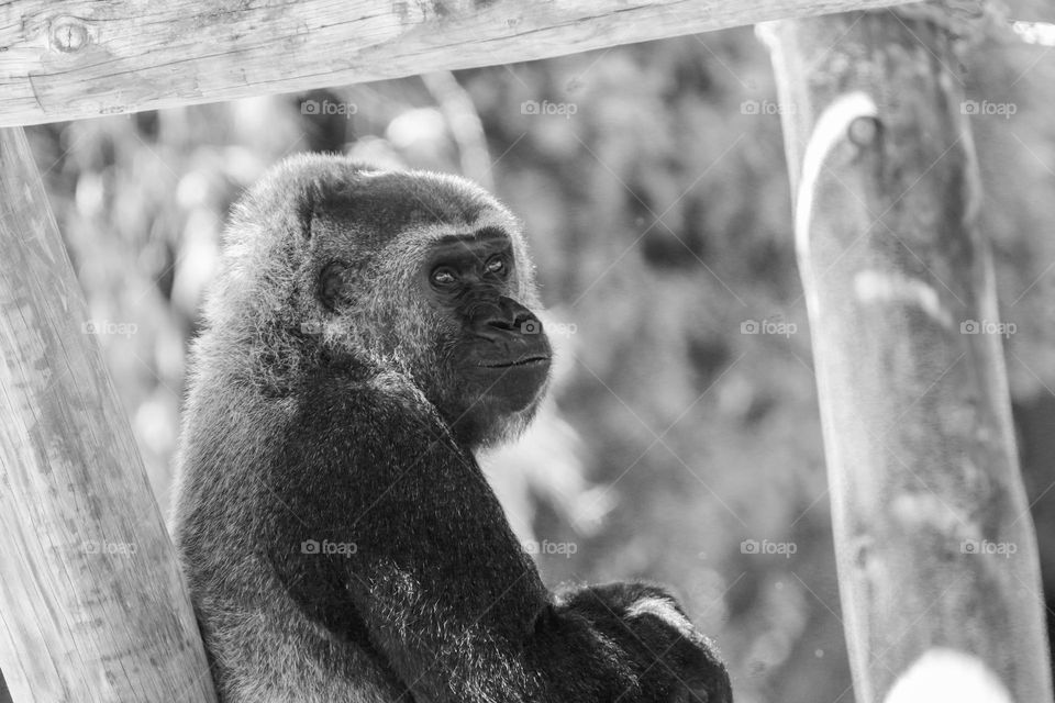Gorilla in black and white