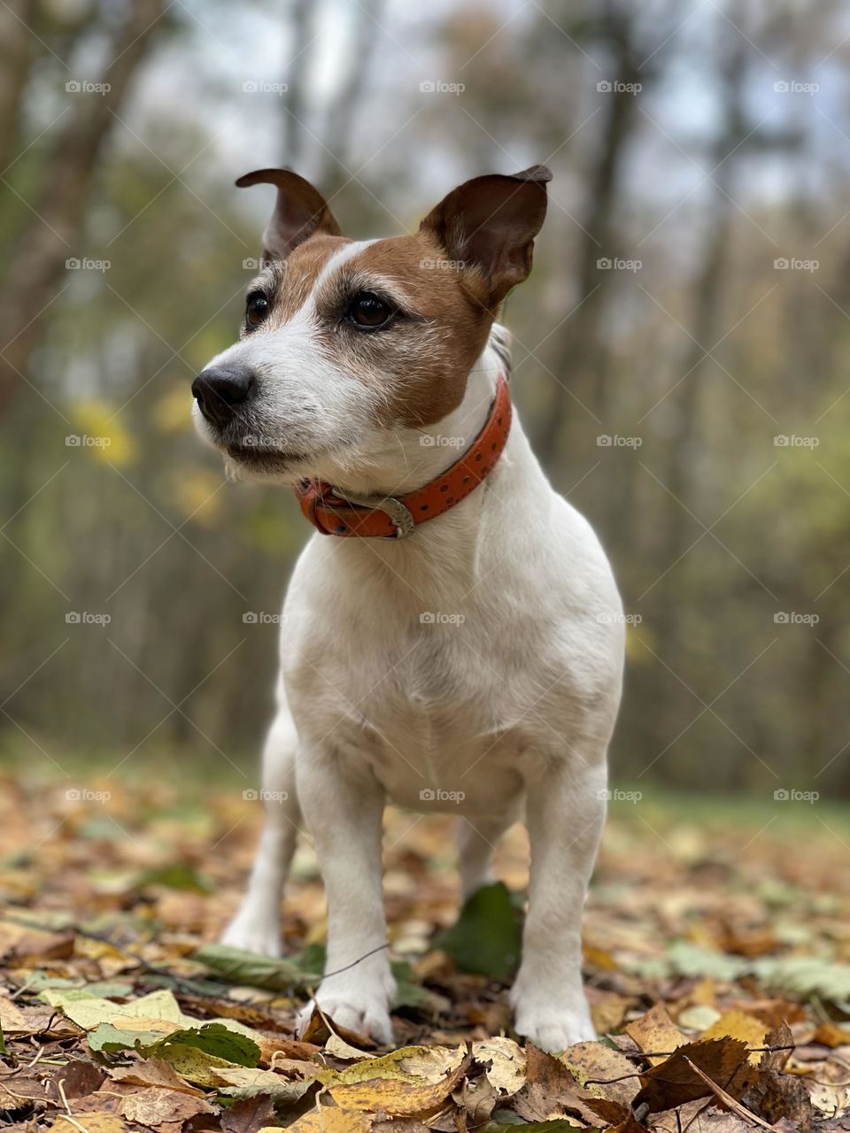 Jack Russel in the forest 