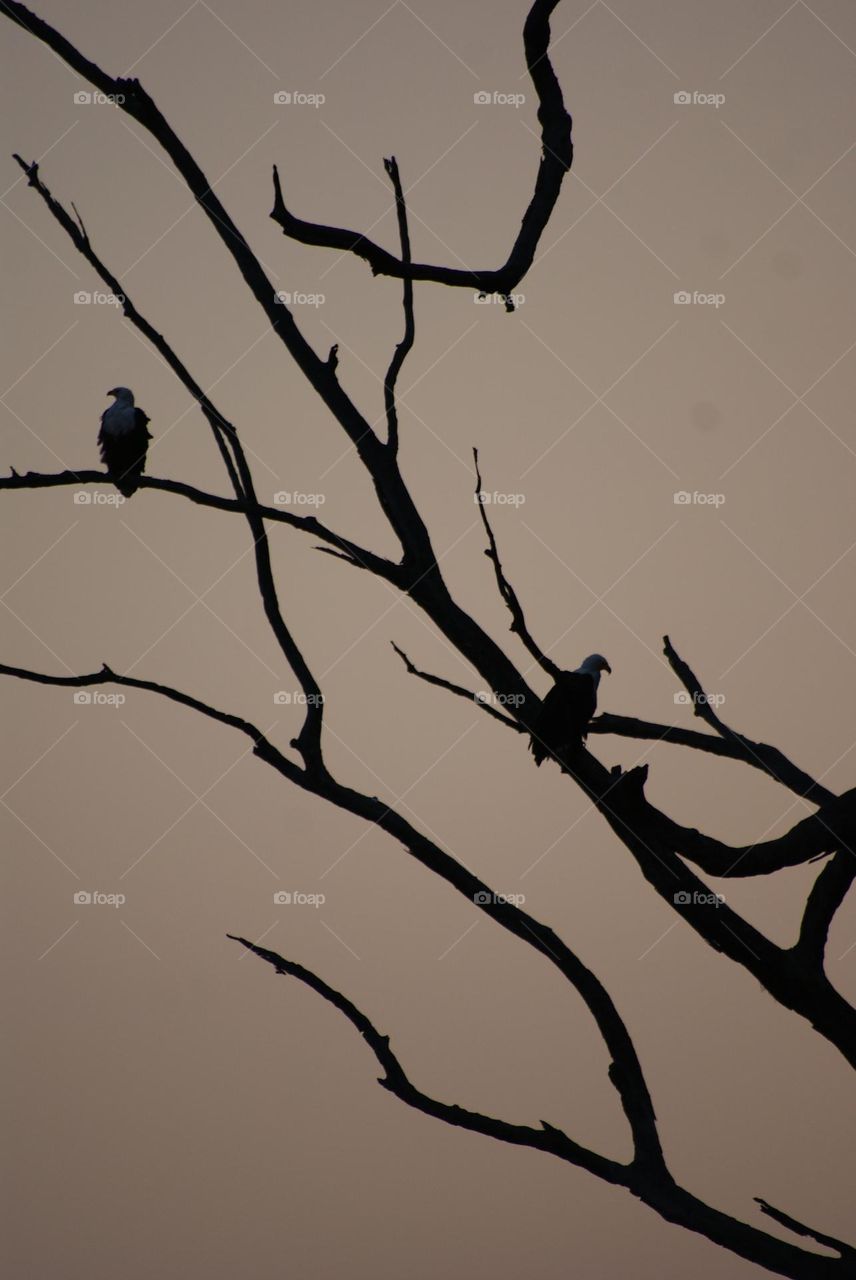 Two fish eagles at sunset 