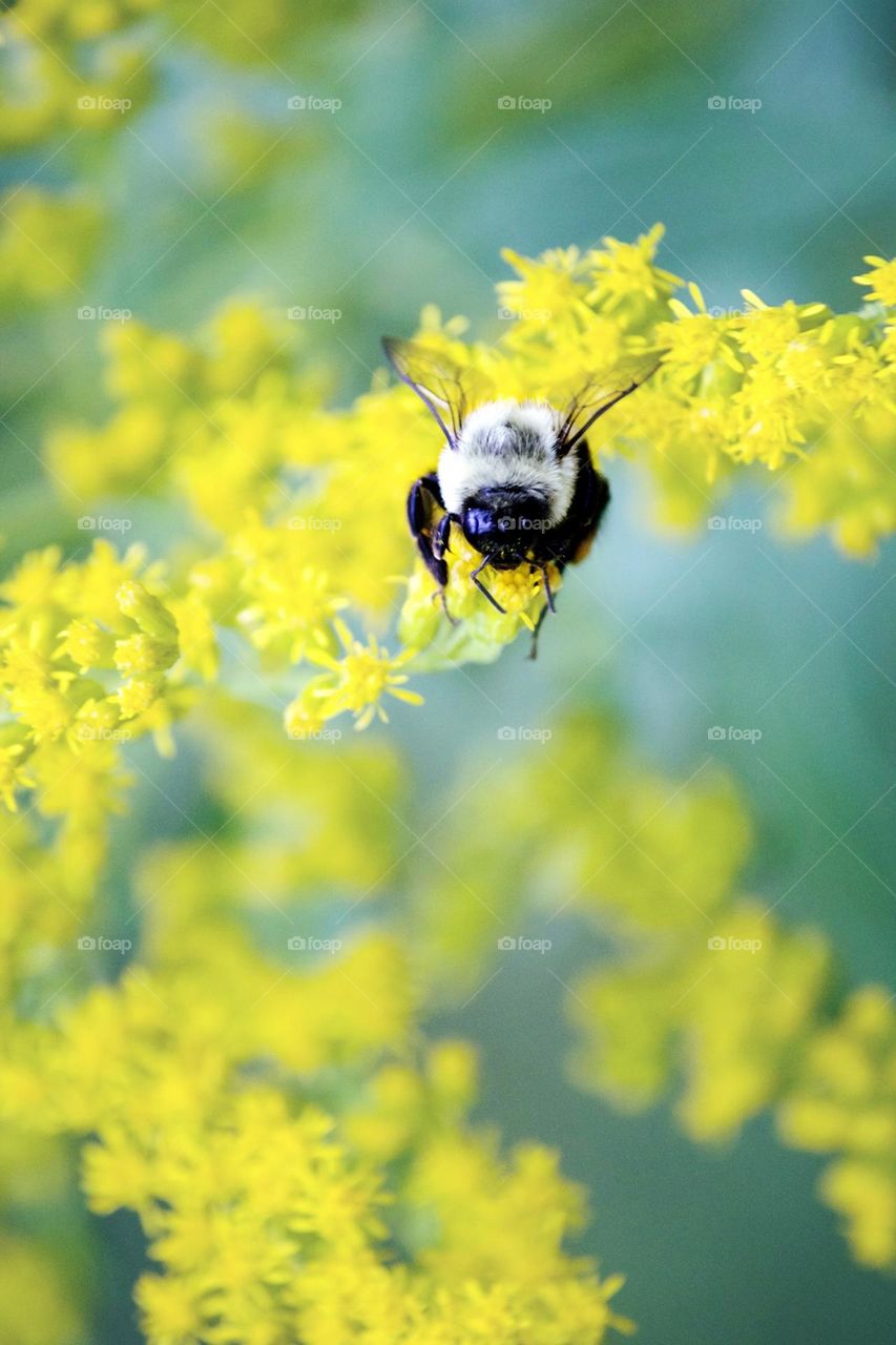 Closeup of a bumblebee on yellow flower 