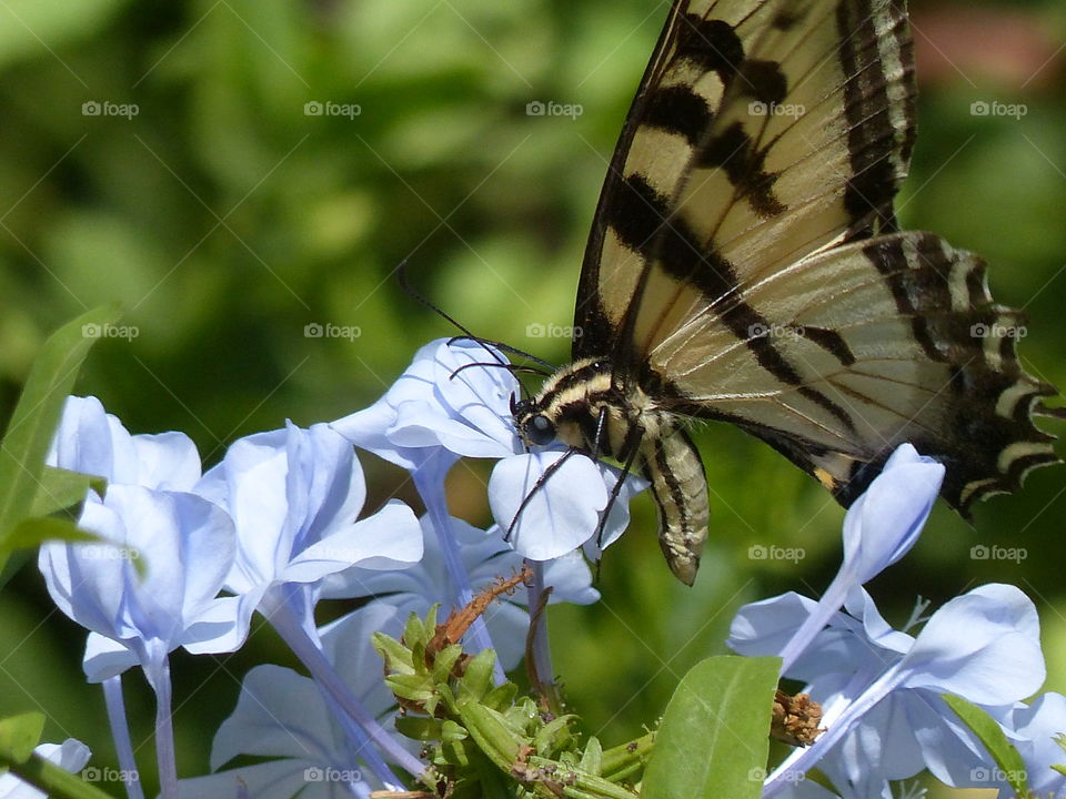 Close up yellow butterfly on blue flowers