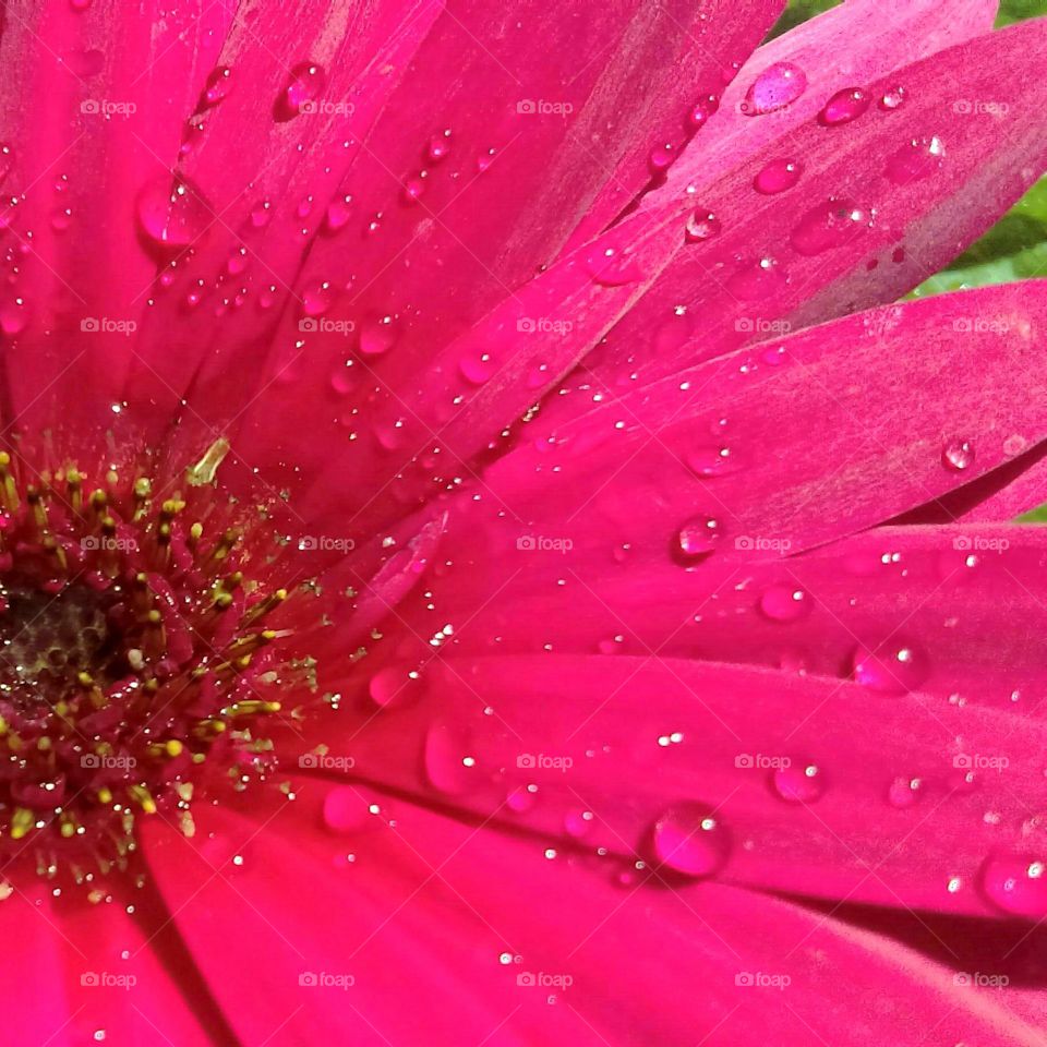 pink flower closeup with water drops
