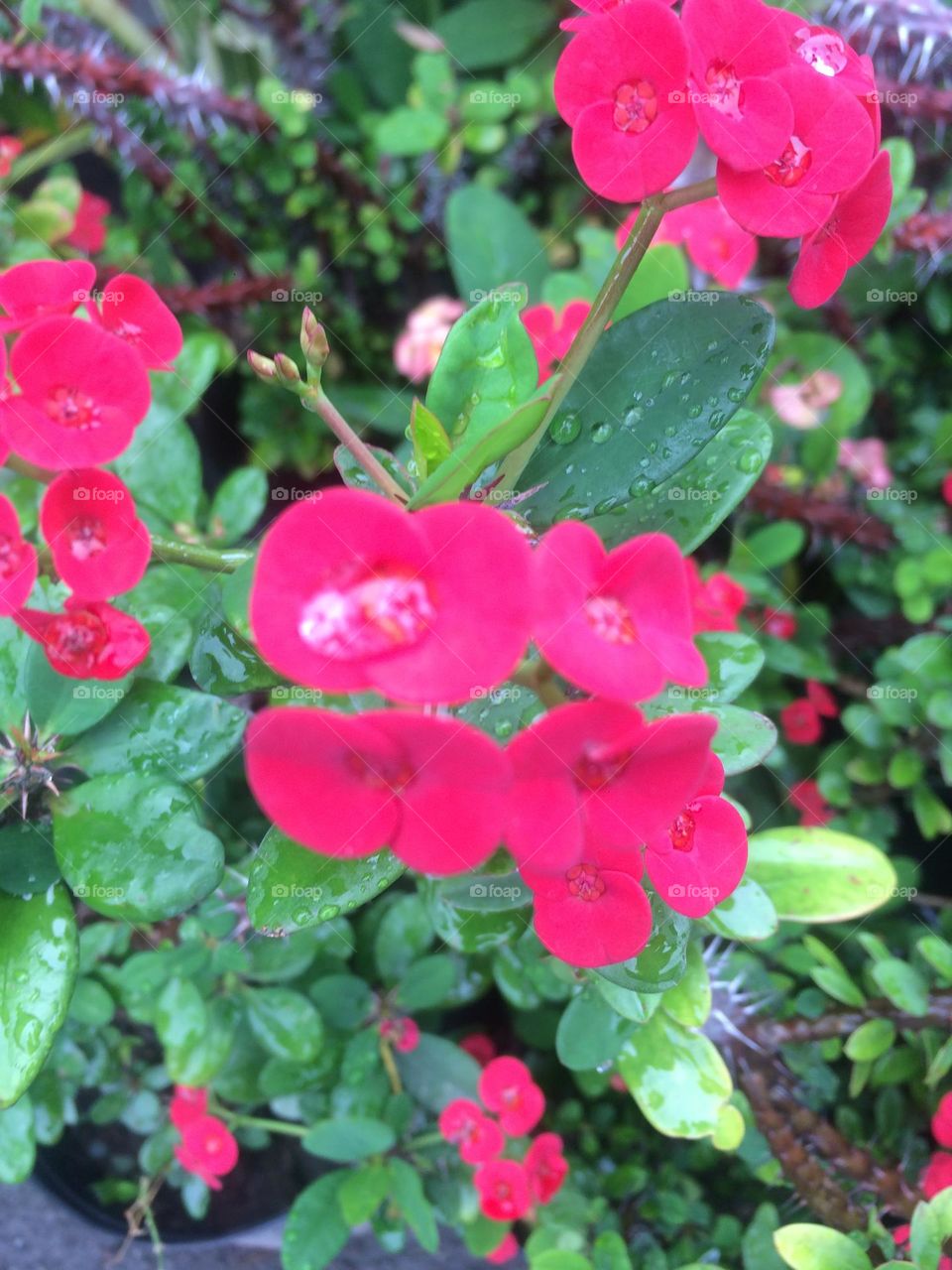 Blooms In The Garden 