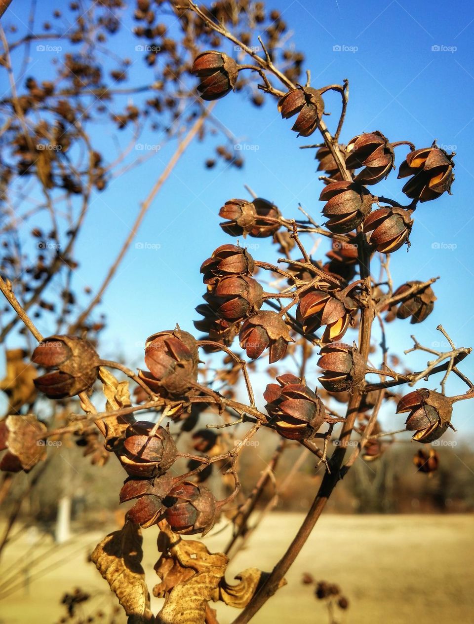 Crape Myrtle in Winter