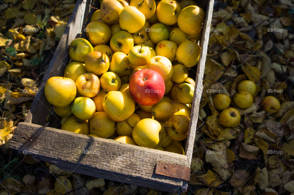 Harvest ripe juicy and tasty apples. Harvested juicy apples from fertile trees.