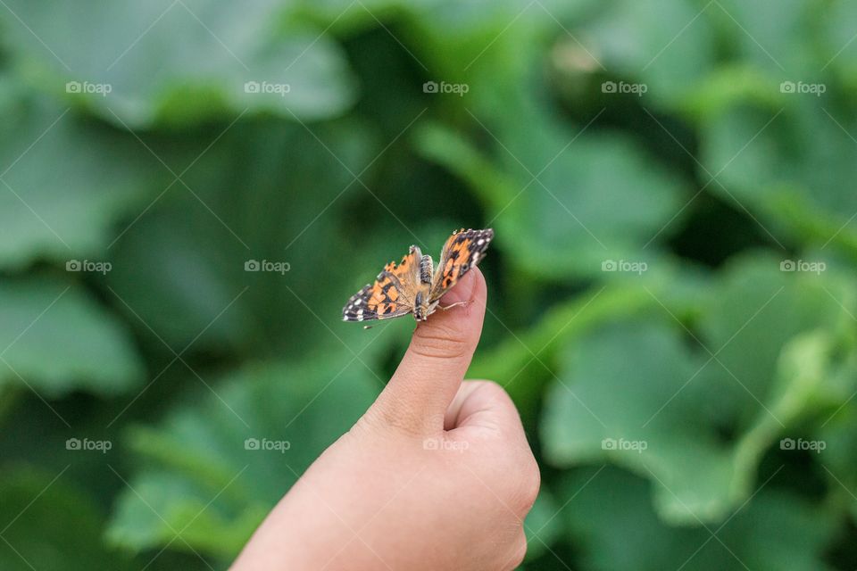 Butterfly resting on a child’s hand 