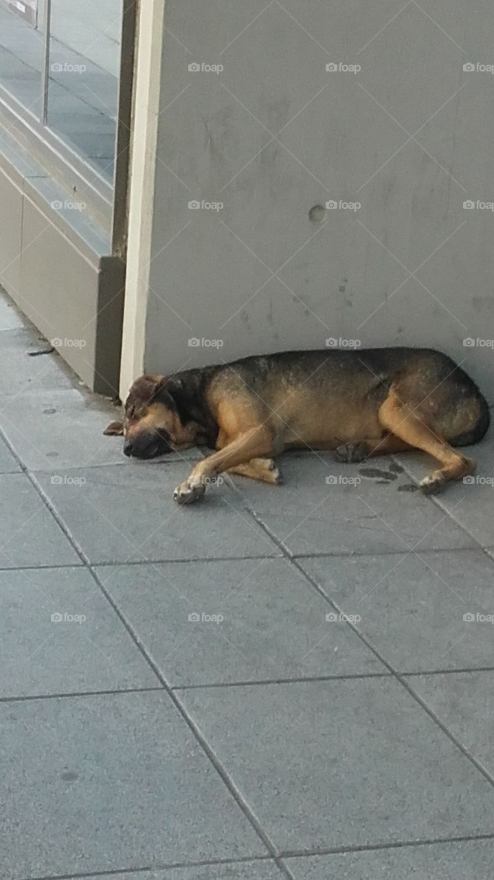 perro durmiendo tranquilo