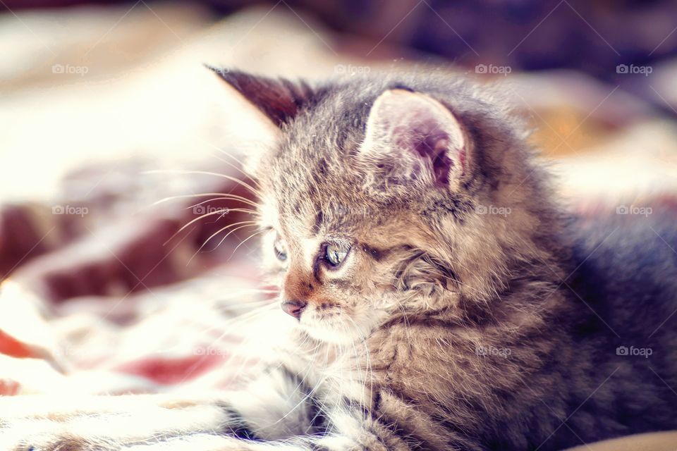 Close-up of a kitten looking away