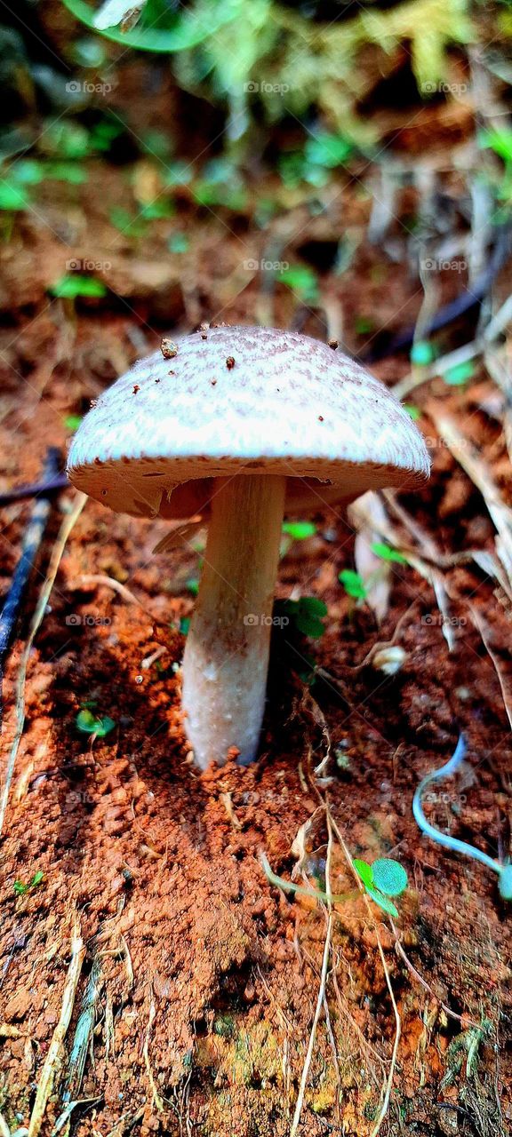 mushroom