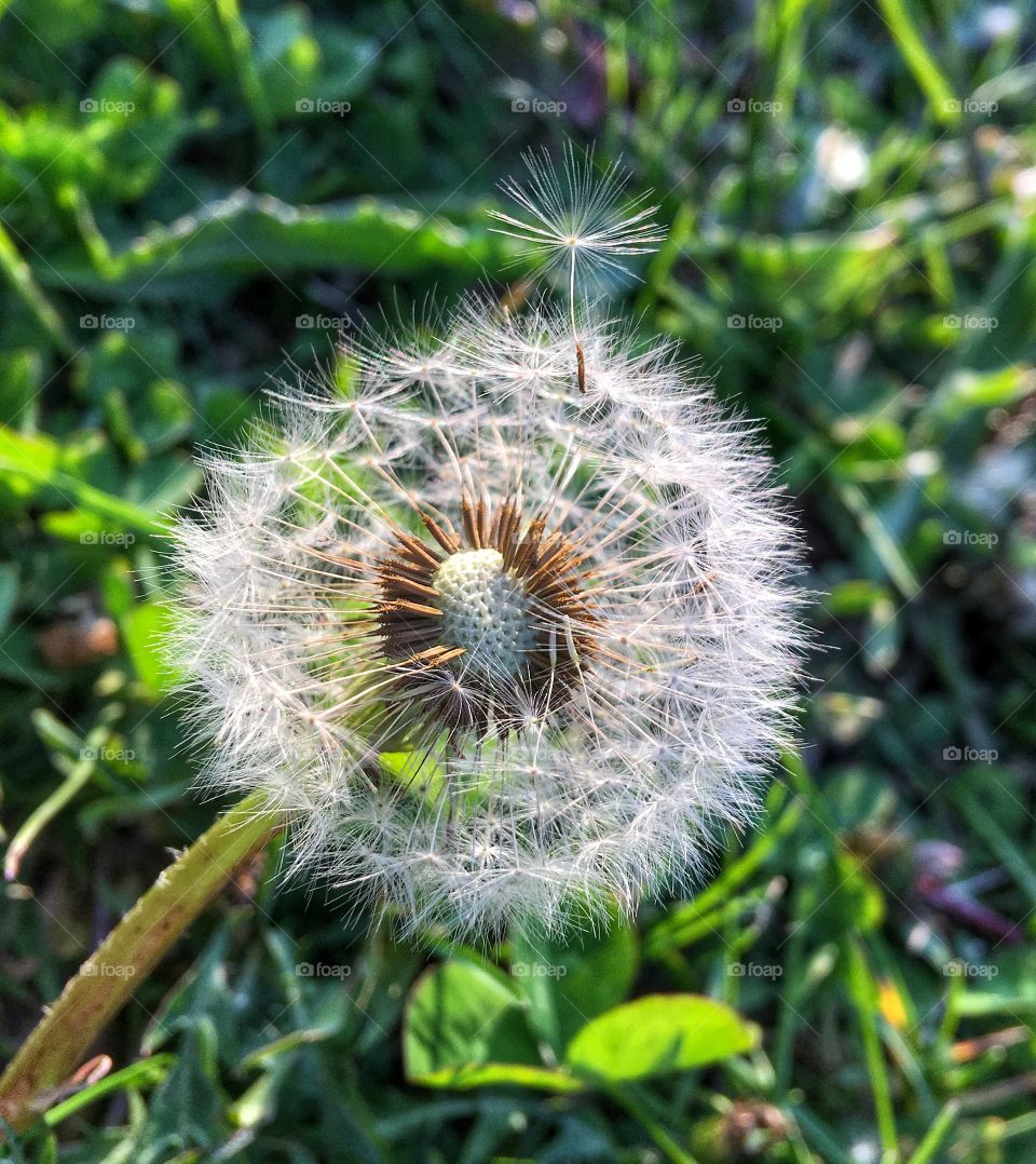 Detail of white dandelion flower
