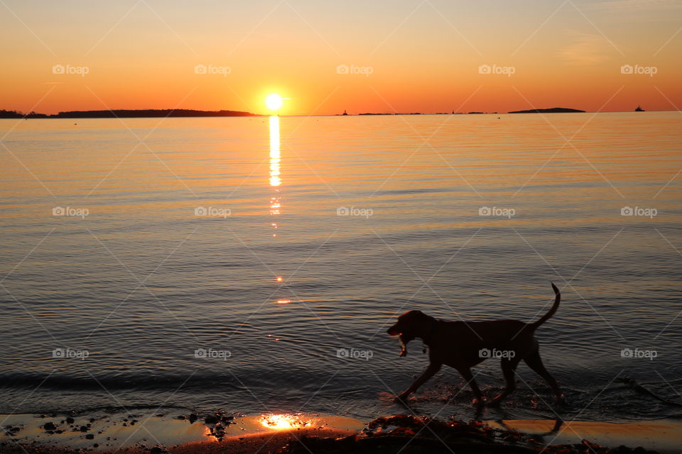 Dog walking on the sunny beach early morning 