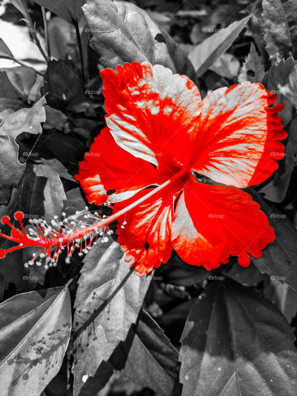 Let the beauty highlight!