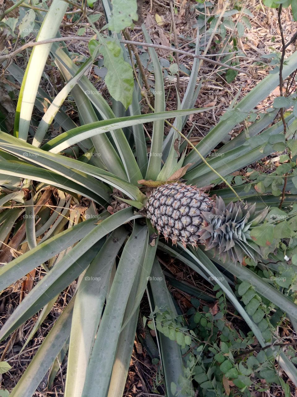 Pineapple