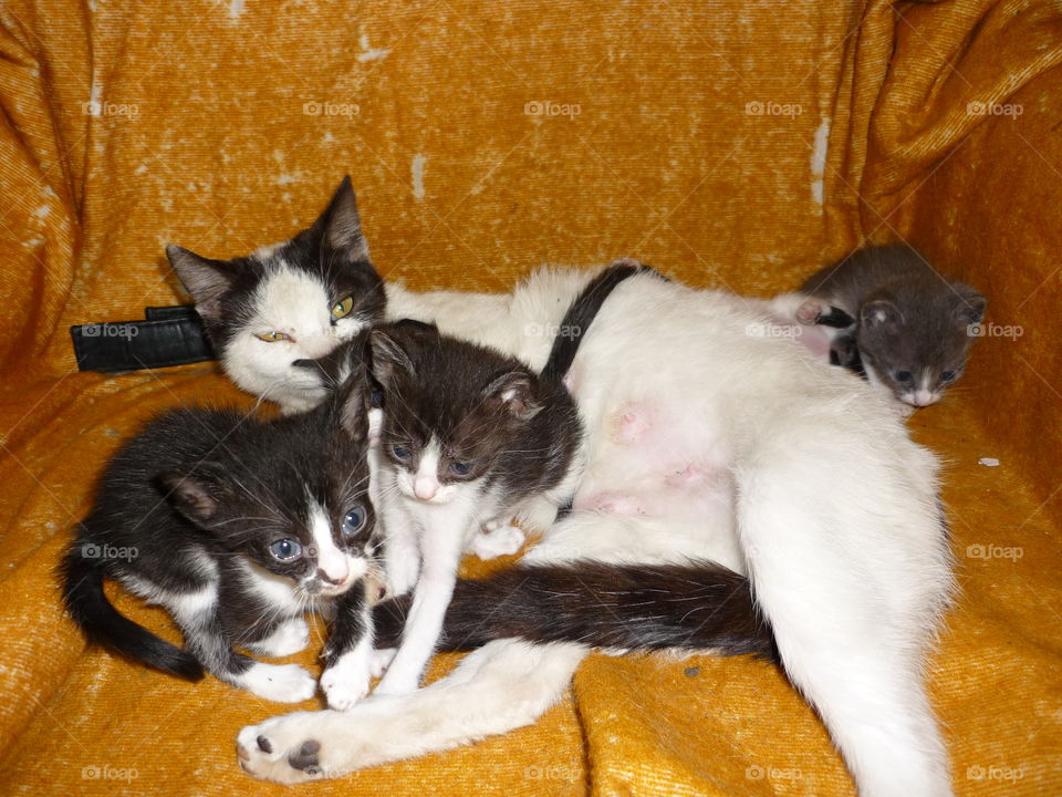 Mother cat with kittens