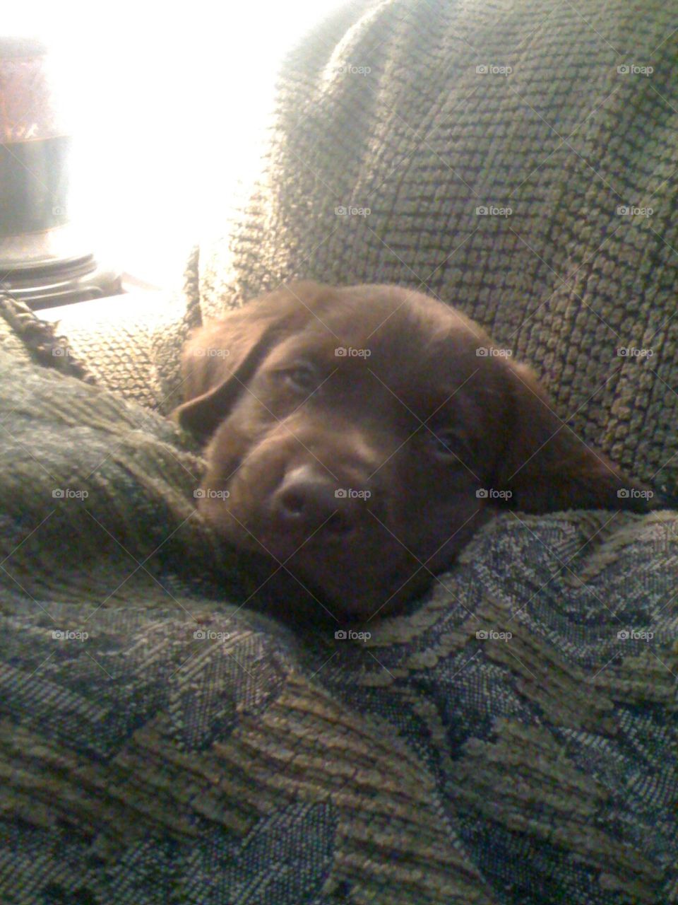 Chocolate Lab Tired Eyes . Max, my chocolate lab, when he was still a puppy. He can barely keep his baby blue eyes open. 