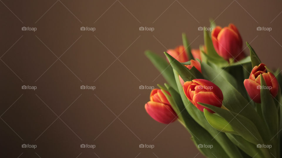 Bouquet of tulips on brown background