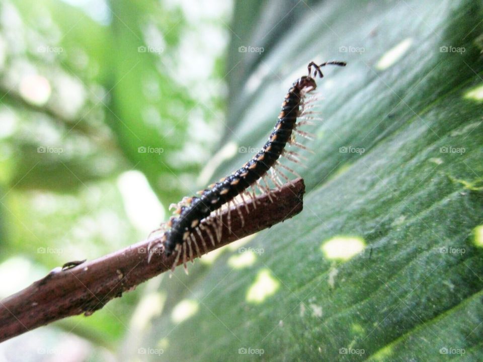 Close-up of millipede