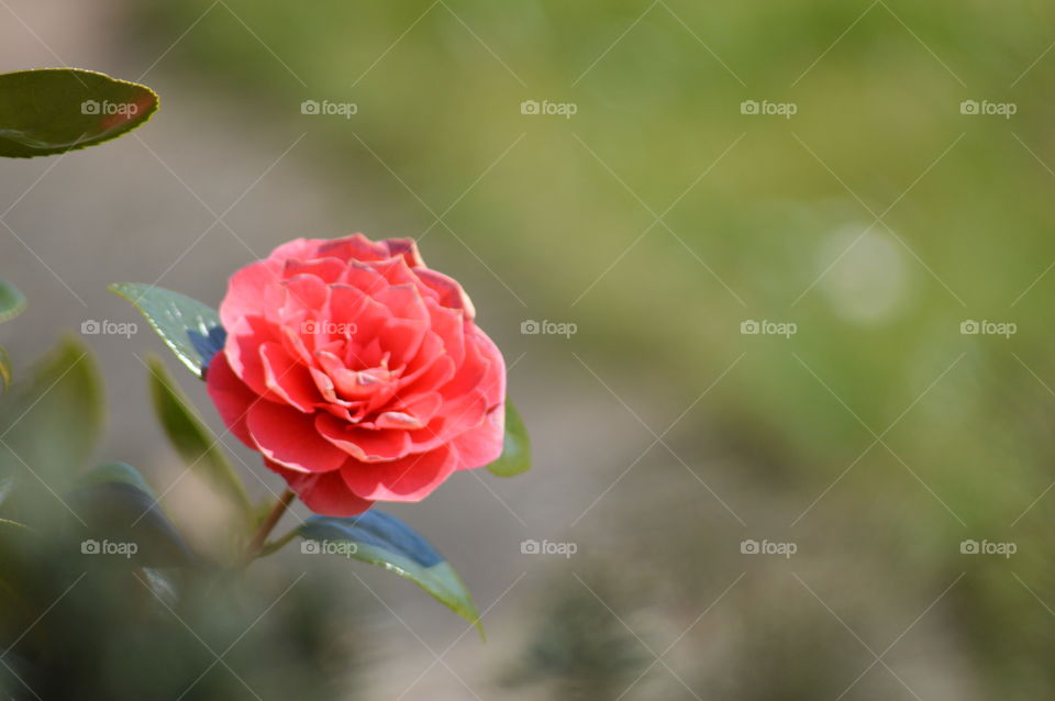 Early sings of Spring-photo taken the first calendar day of spring