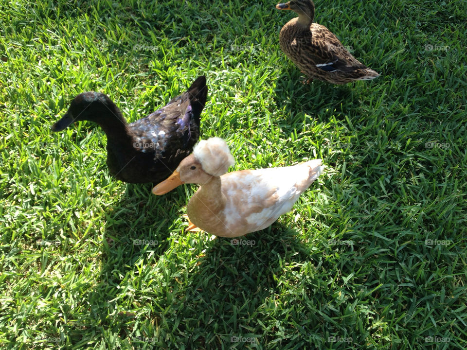 It's all just ducky...