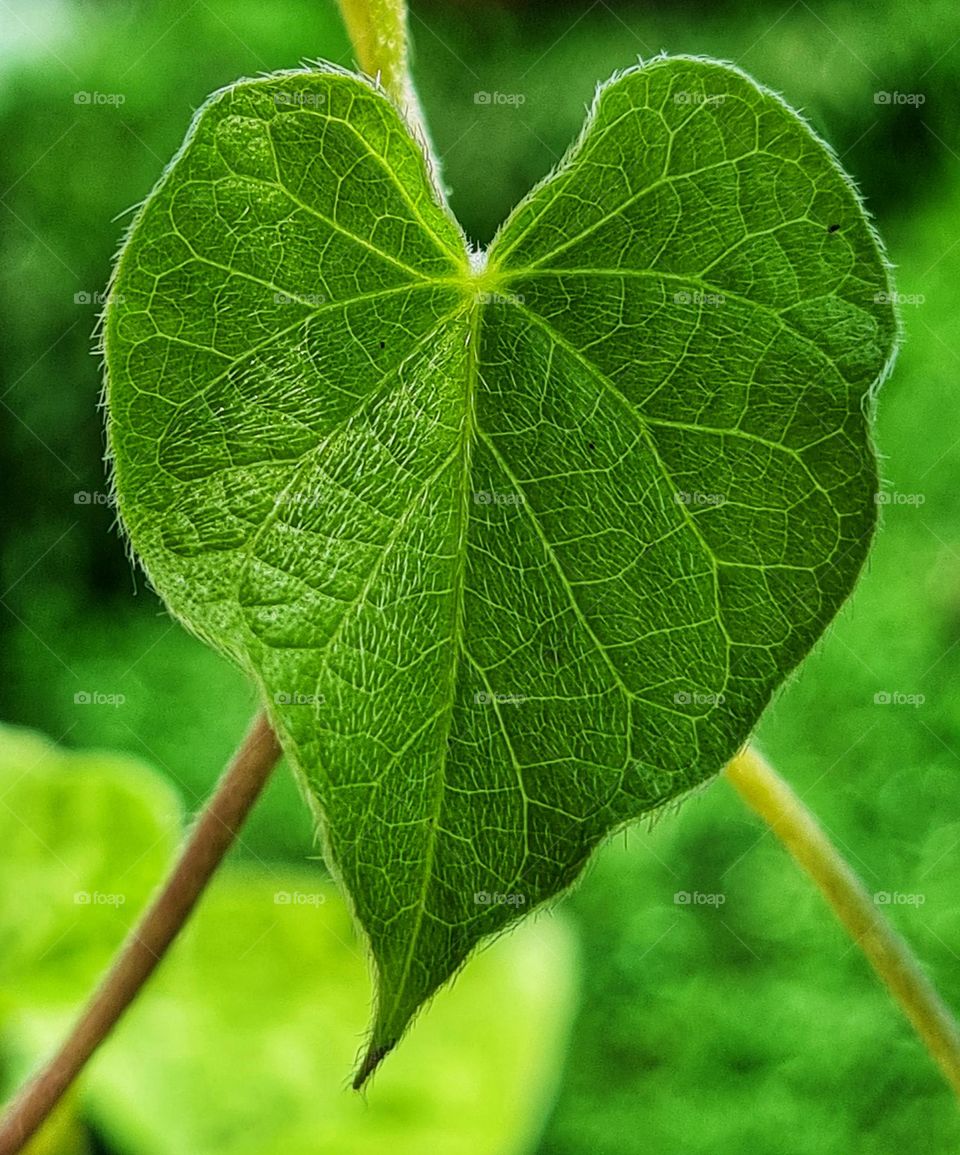 Love for nature💚 Love in nature💚