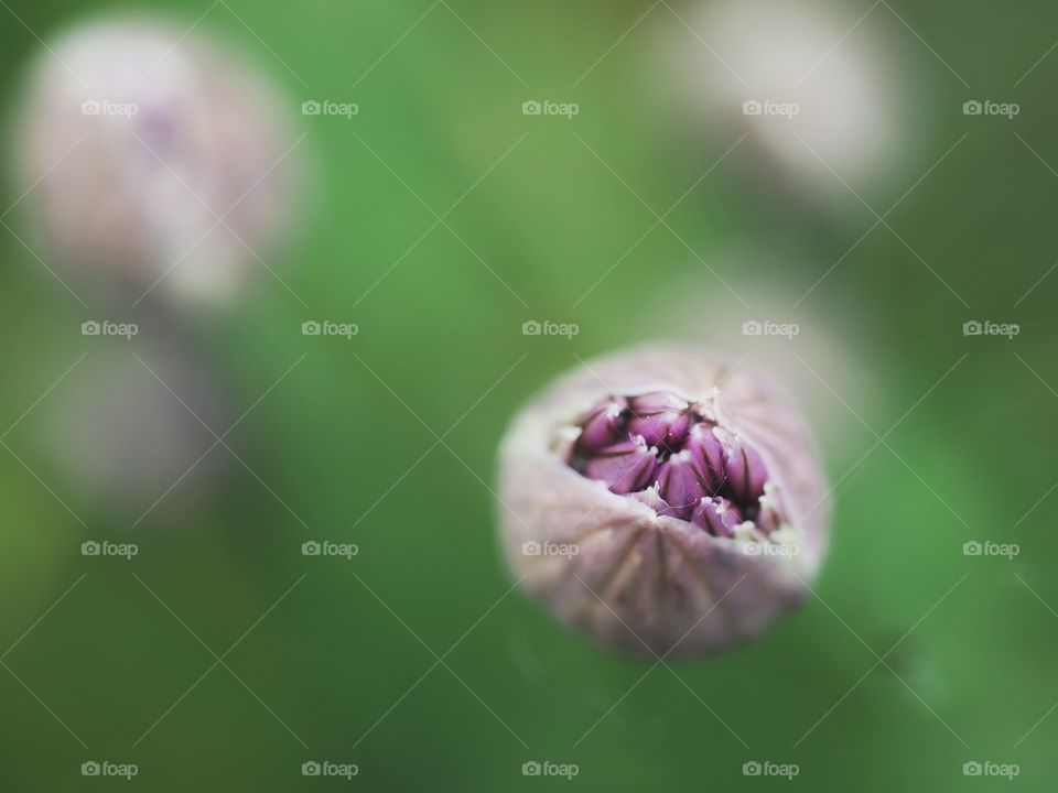 Flowering chives