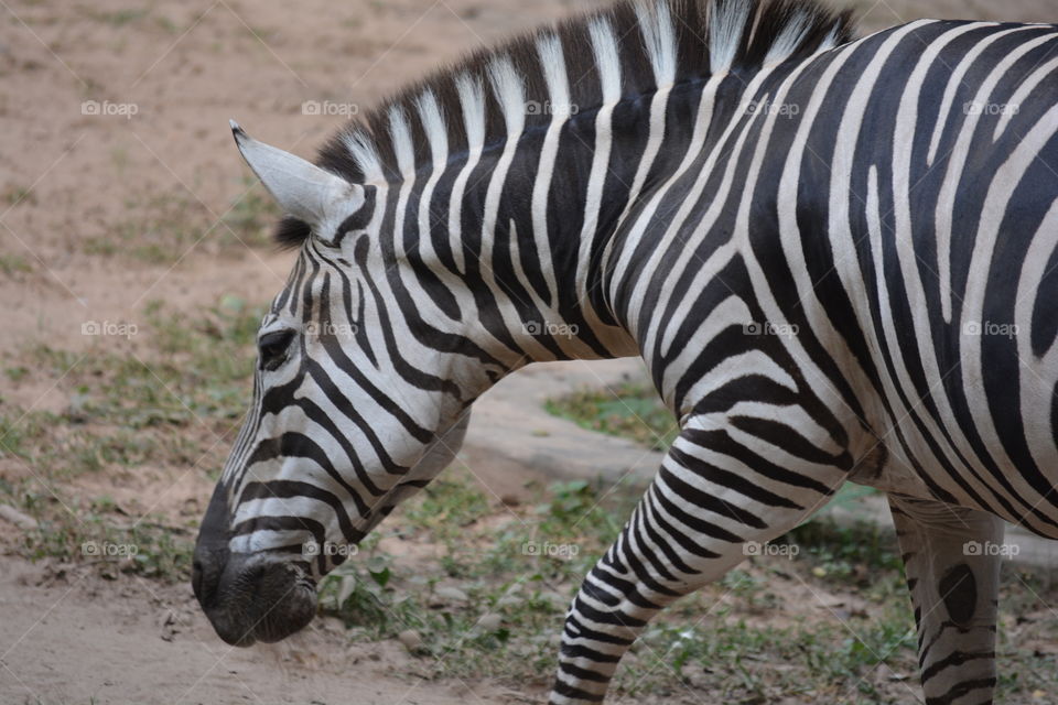 zebra