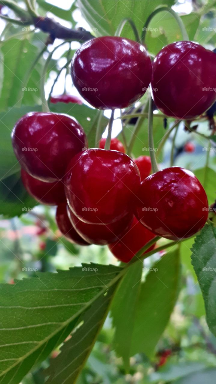 Many will say that these are cherries, but in our end we call them "hrušč".Still, it is just one of many varieties of cherries.