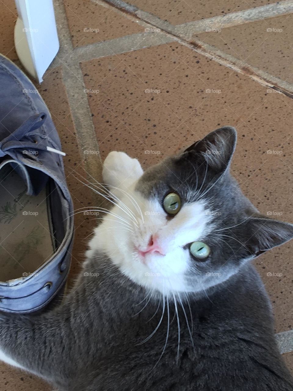 Young cat playing as a dog with shoes !