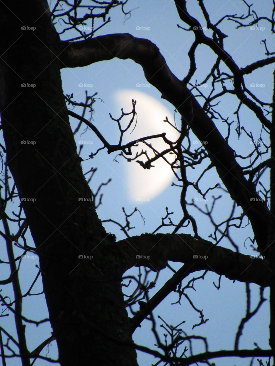 moon in tree