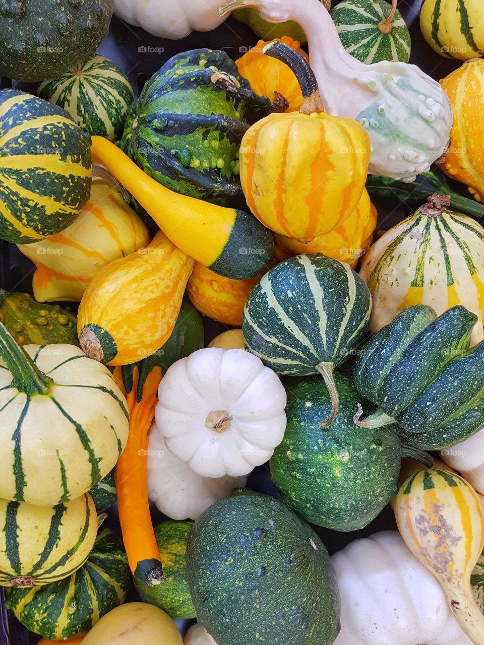 Ornamental squash