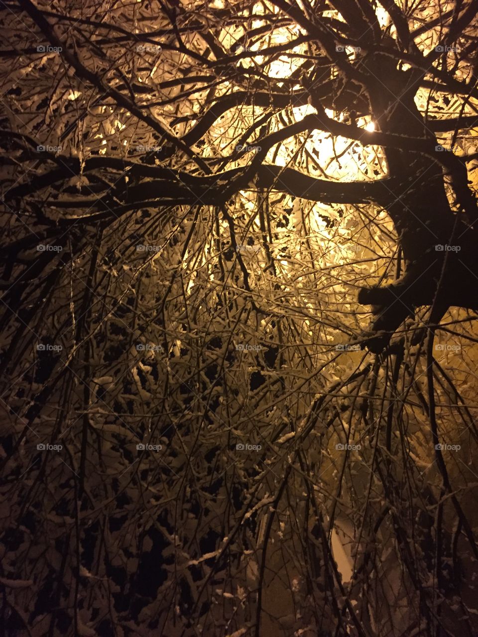 Night snow through the trees