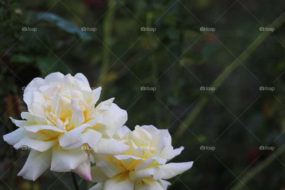 Two white roses on rosebush with space for text copy, blurred background, perfect for inspirational brochures, poetry, love poems, invitations, in remembrance  and so on