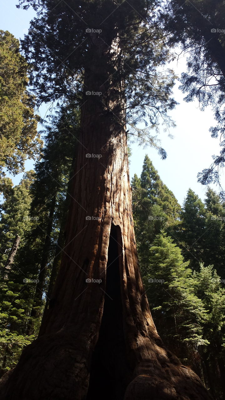 Endless Sequoia