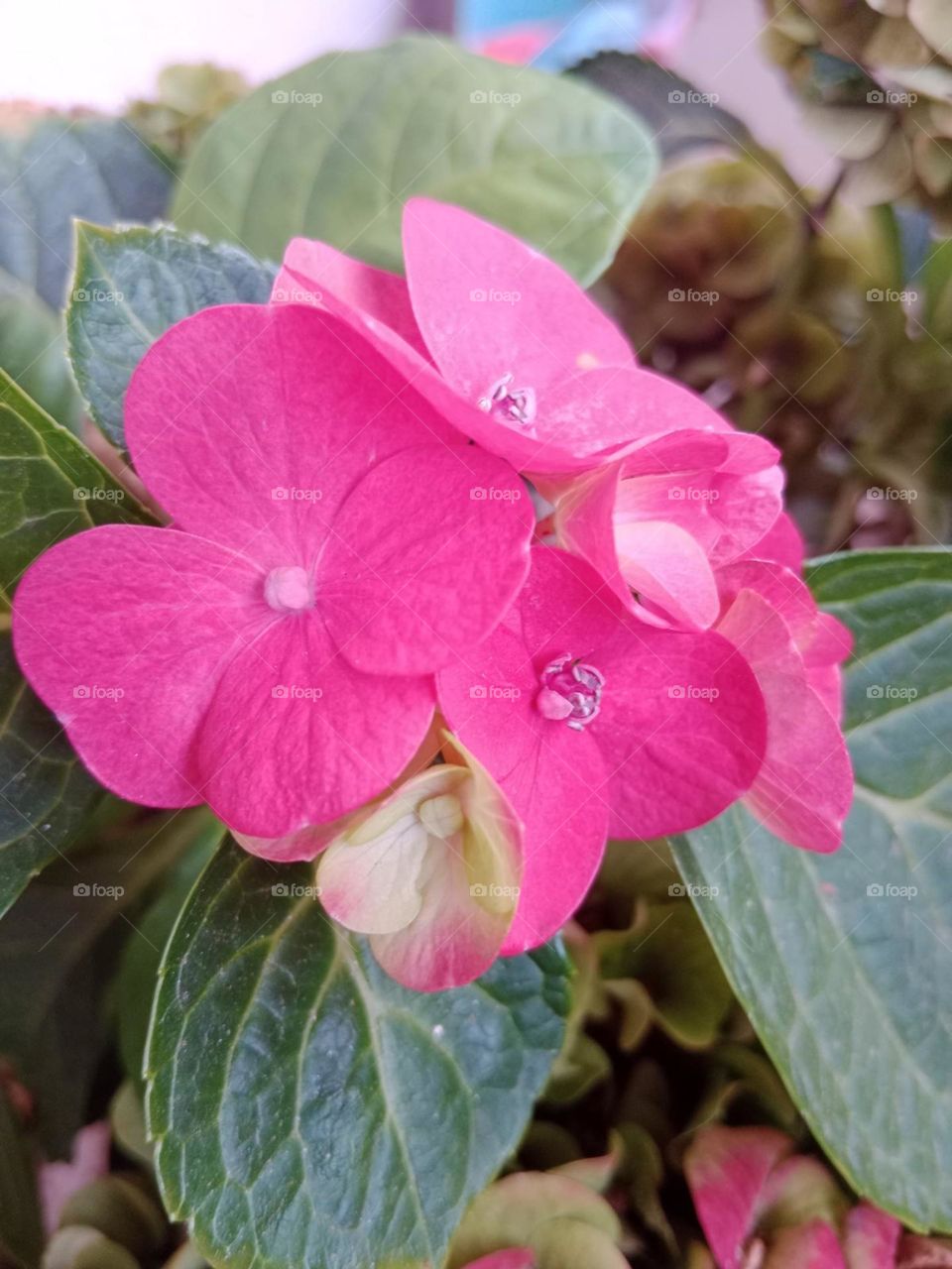 Pink flower