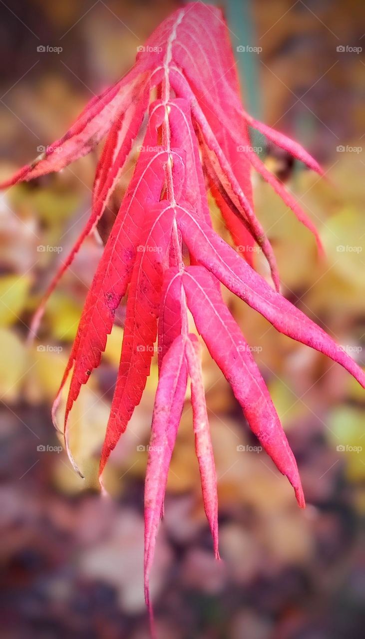 Autumn Tree Leaves