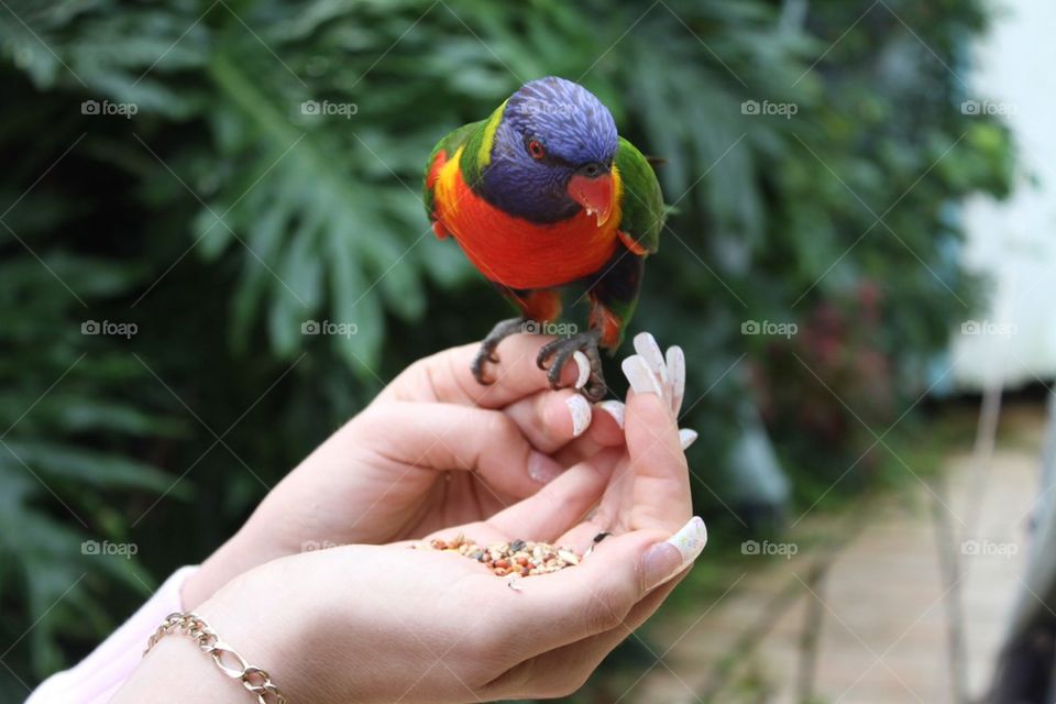 Hand feeding lorakeet