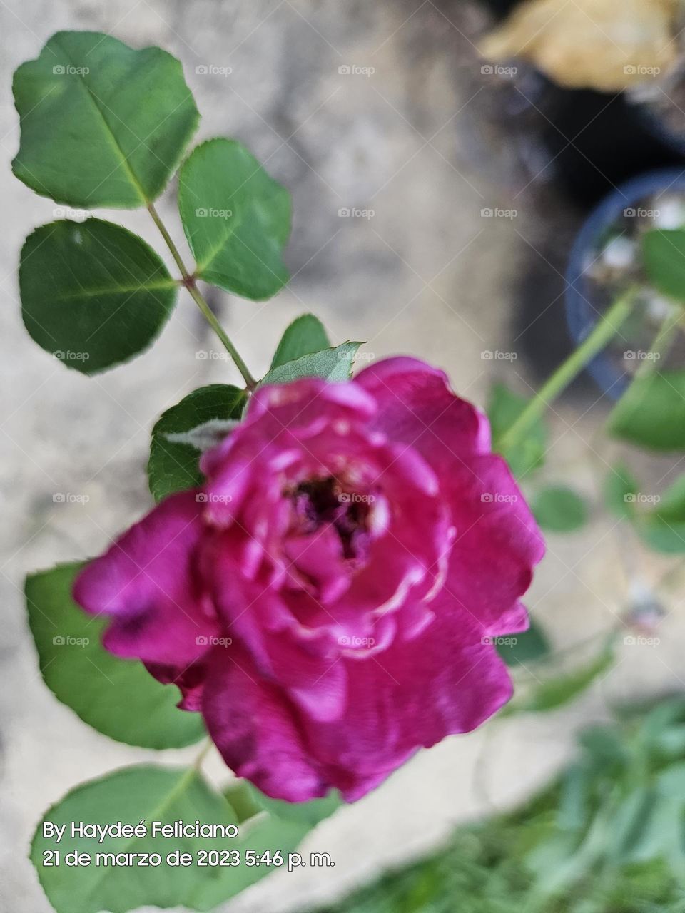 Beautiful rose