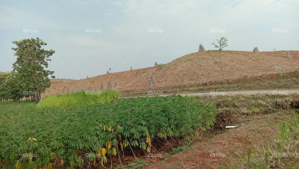 View of cassava field in Indonesia country