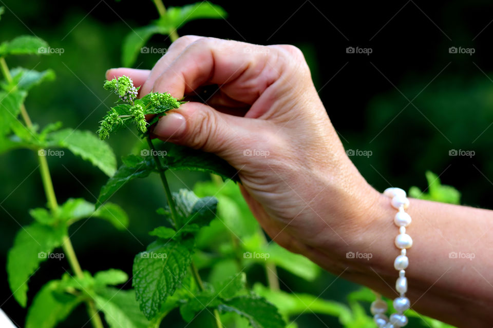 Picking some mint from my herb garden