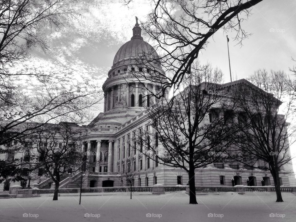 The trees in the park