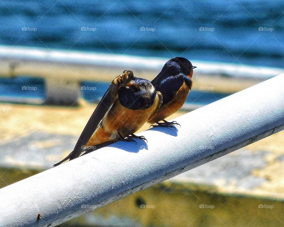 Swallows at the Cove