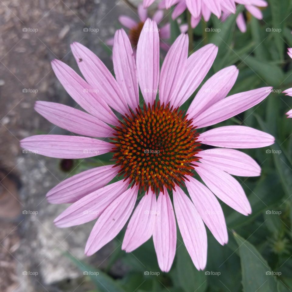 coneflower