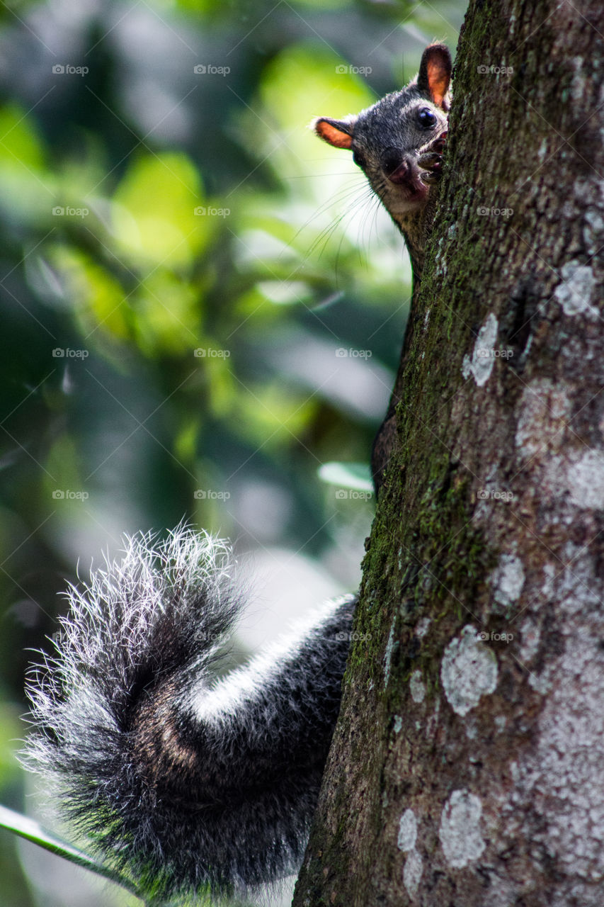 A funny squirrel playing hide and seek. This squirrel was very curious when I photographed it.