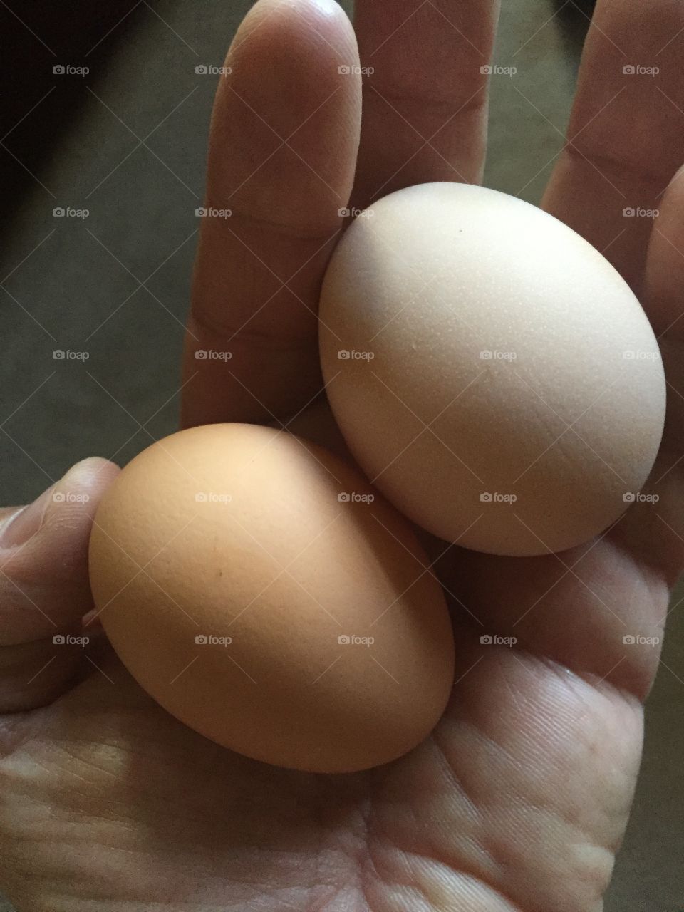 Fresh laid eggs