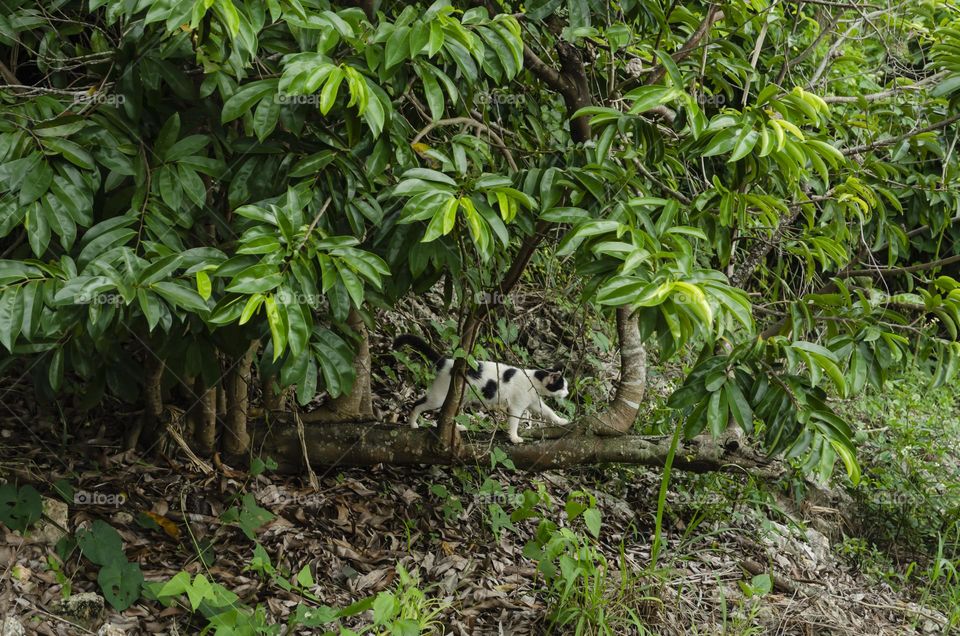 Cat On Soursop Tree Branch