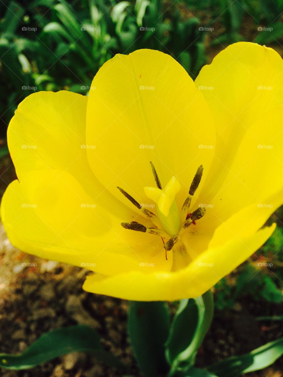 Yellow flower. Yellow flower