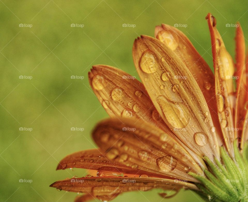 Close up of Orange flower with water droplets on the petals 