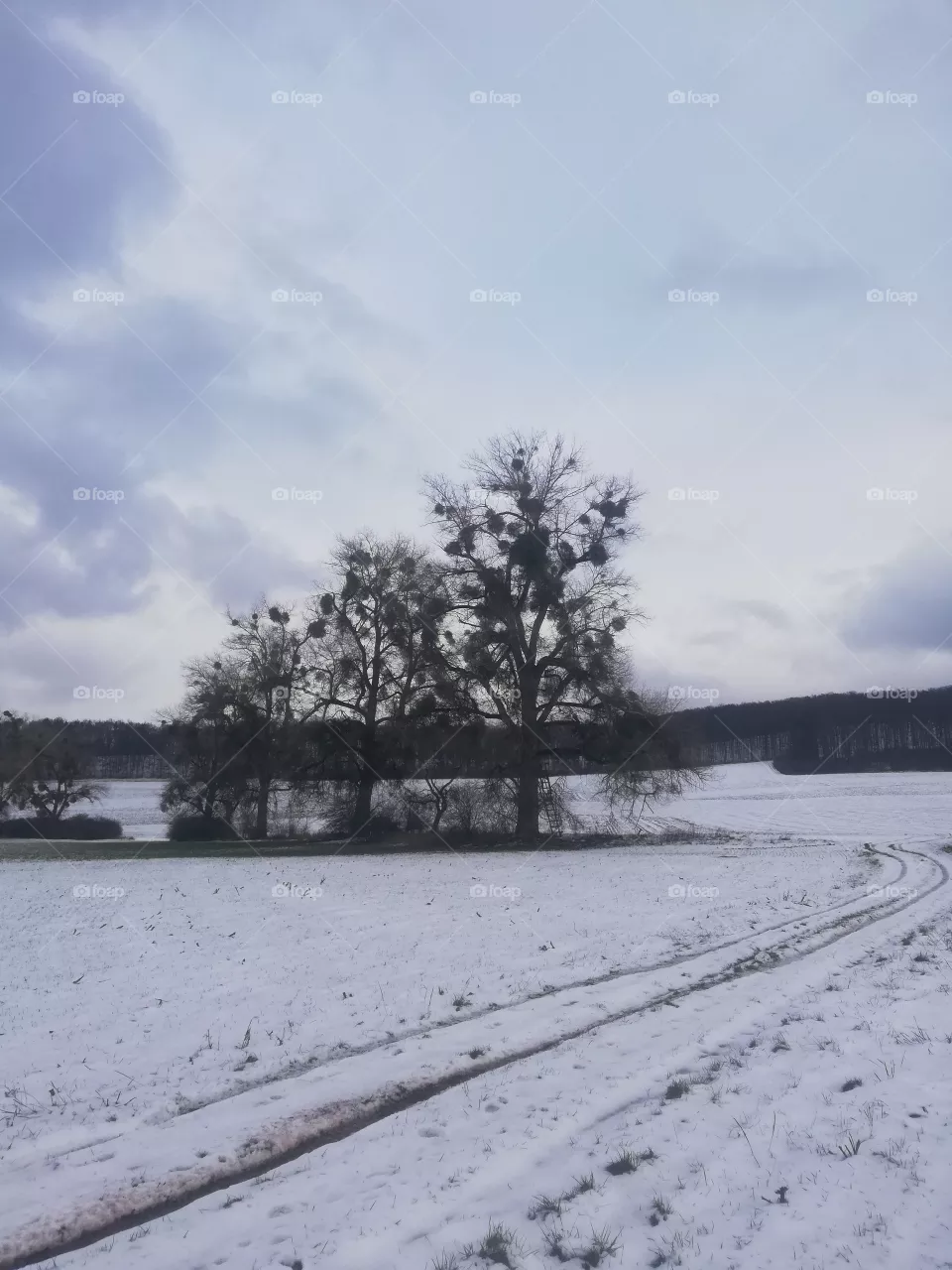 Baum