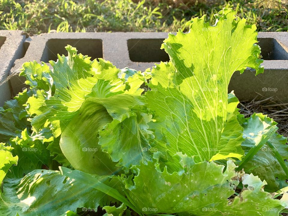 Backlit Bibb lettuce leaves in a raised-bed garden in summer