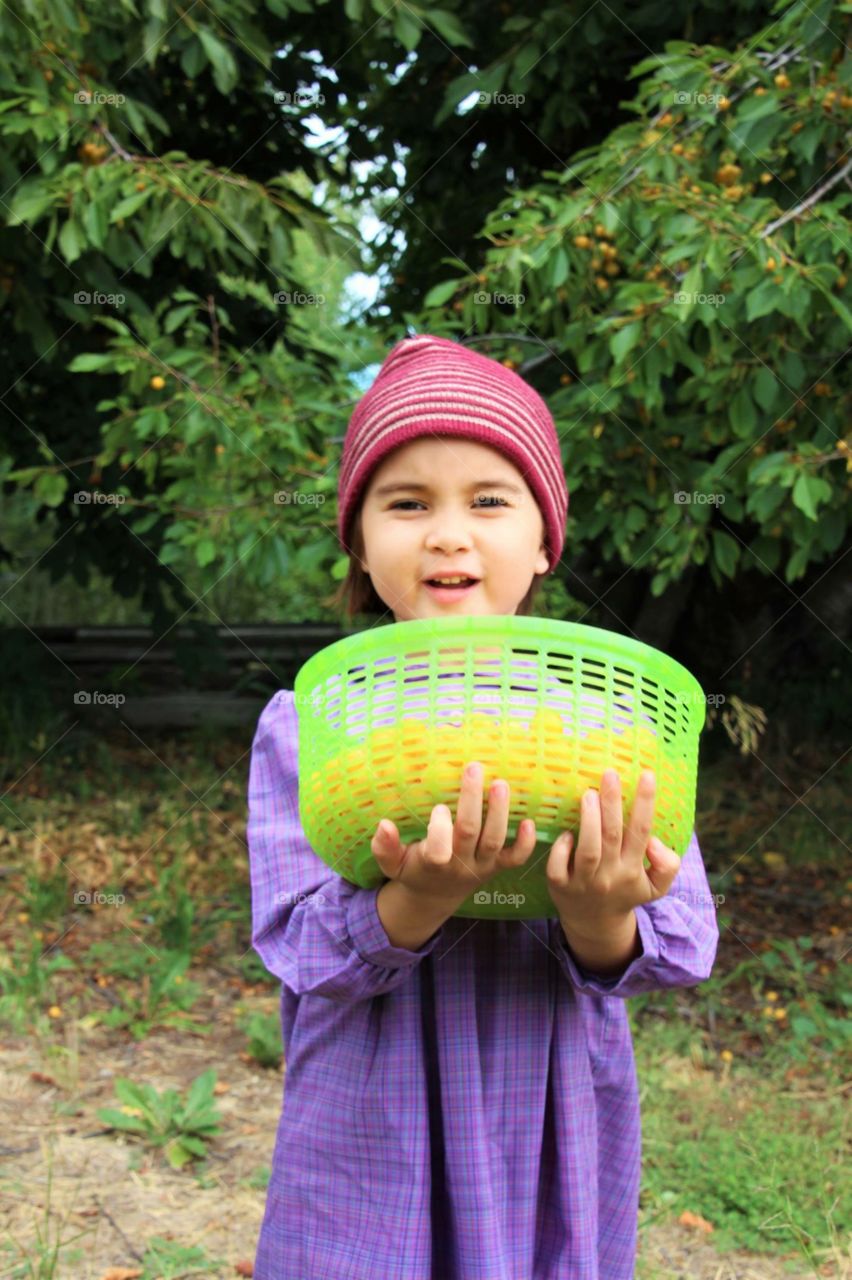 Basket of Cherries